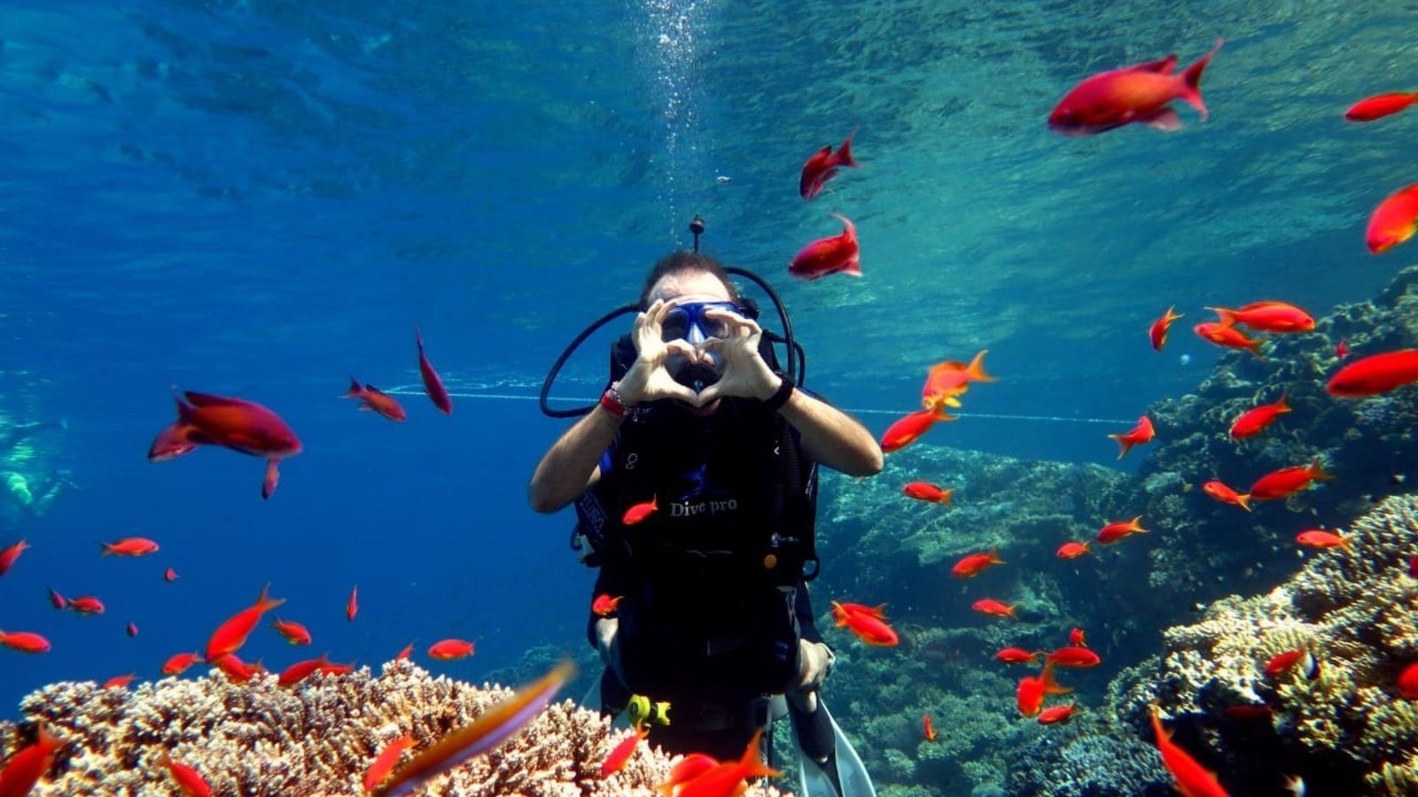 Diving, courses, sharmers tours, sharm El Sheikh (22)