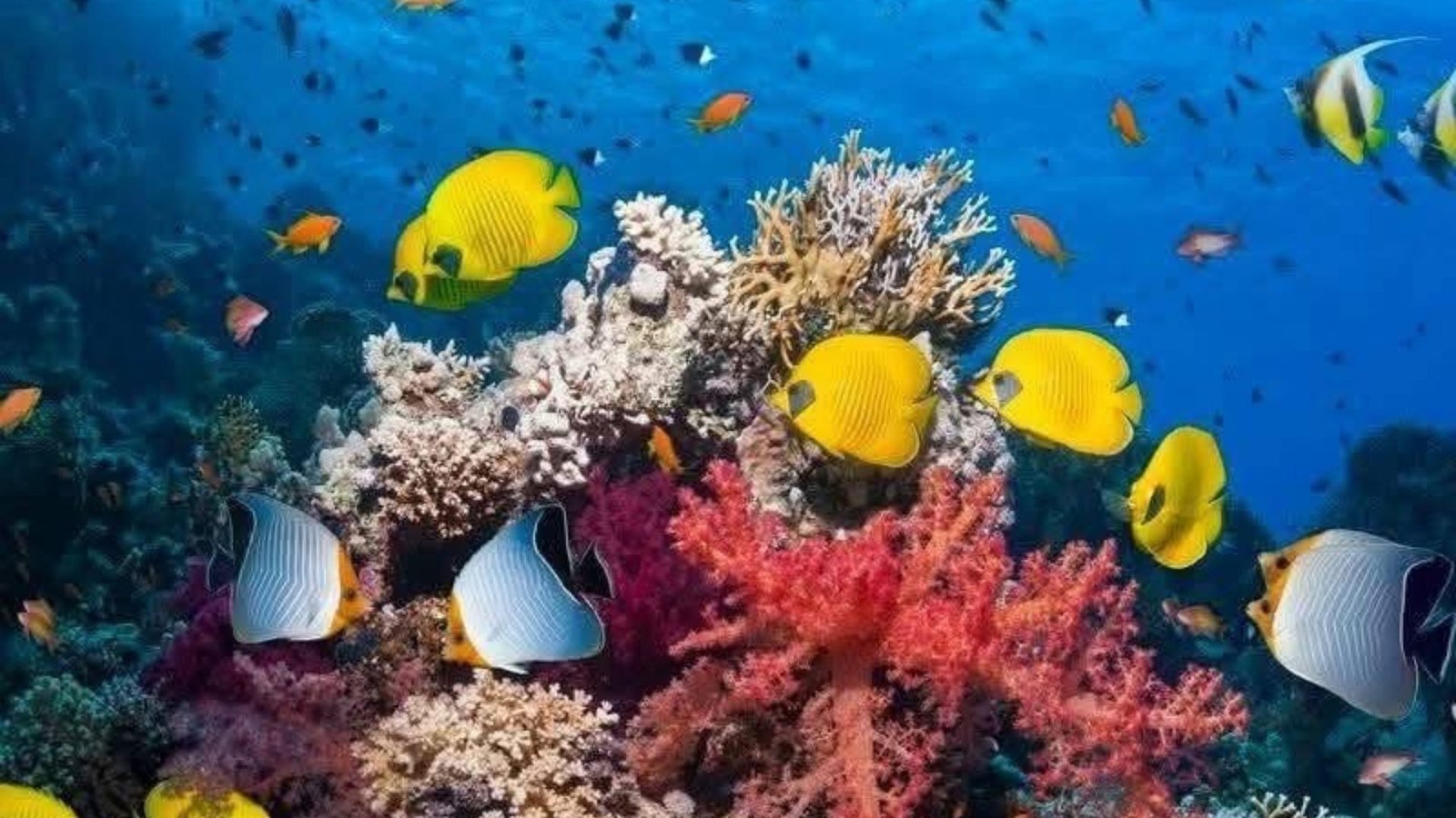 Diving, courses, sharmers tours, sharm El Sheikh (33)