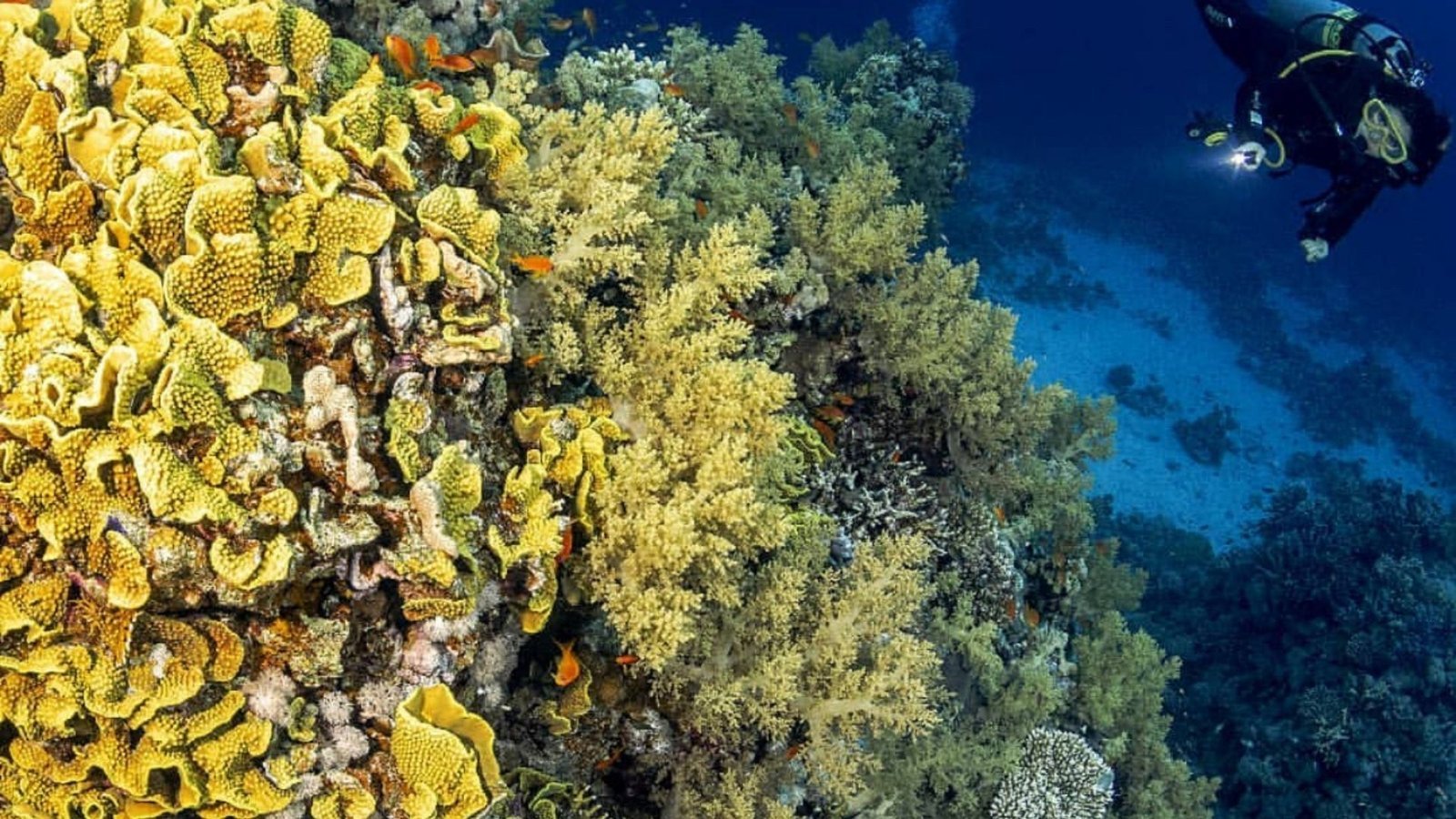 Diving, courses, sharmers tours, sharm El Sheikh (35)