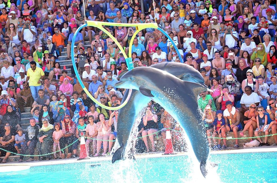 Dolphine show in sharm el sheikh , SIC tours (1)