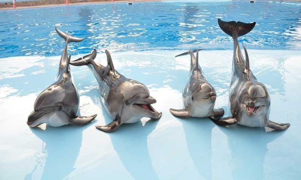 Dolphine show in sharm el sheikh , SIC tours (2)