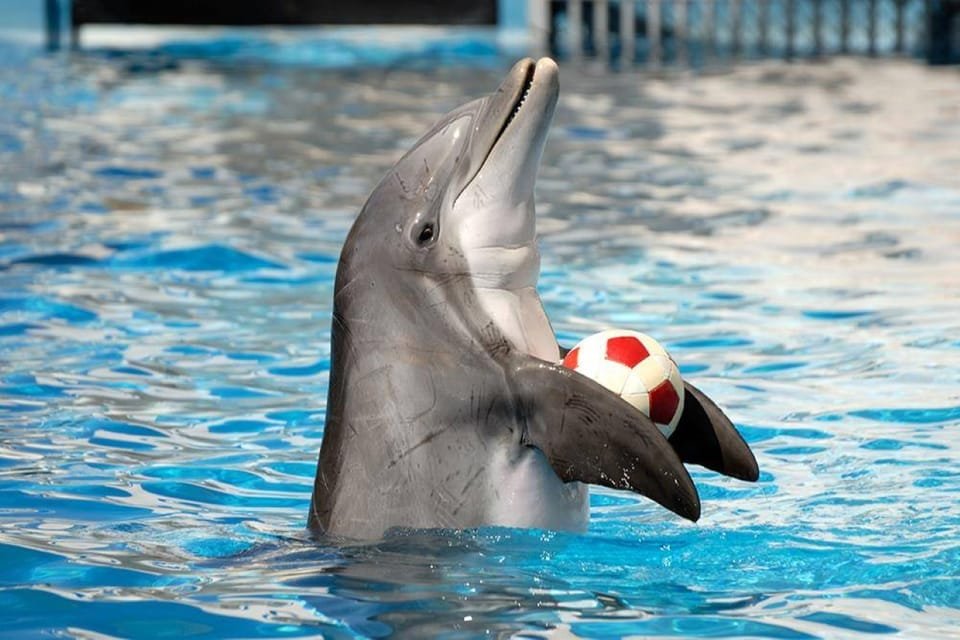 Dolphine show in sharm el sheikh , SIC tours (3)