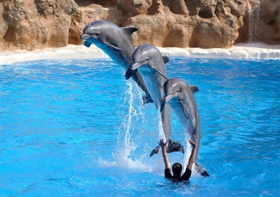 Dolphine show in sharm el sheikh , SIC tours (4)