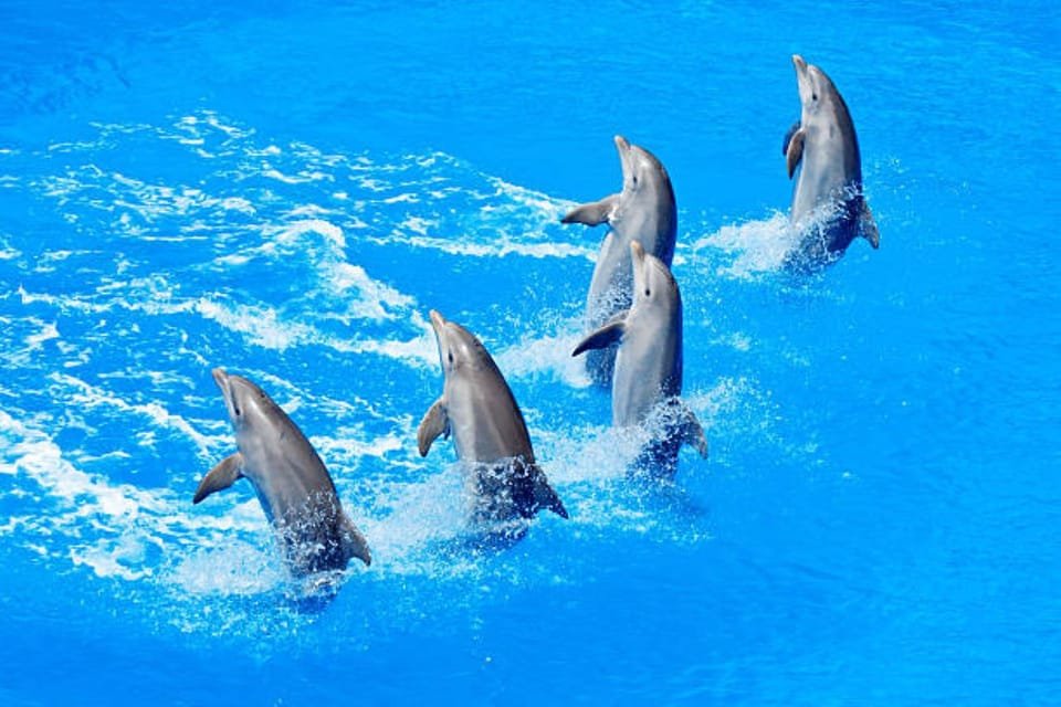 Dolphine show in sharm el sheikh , SIC tours (5)