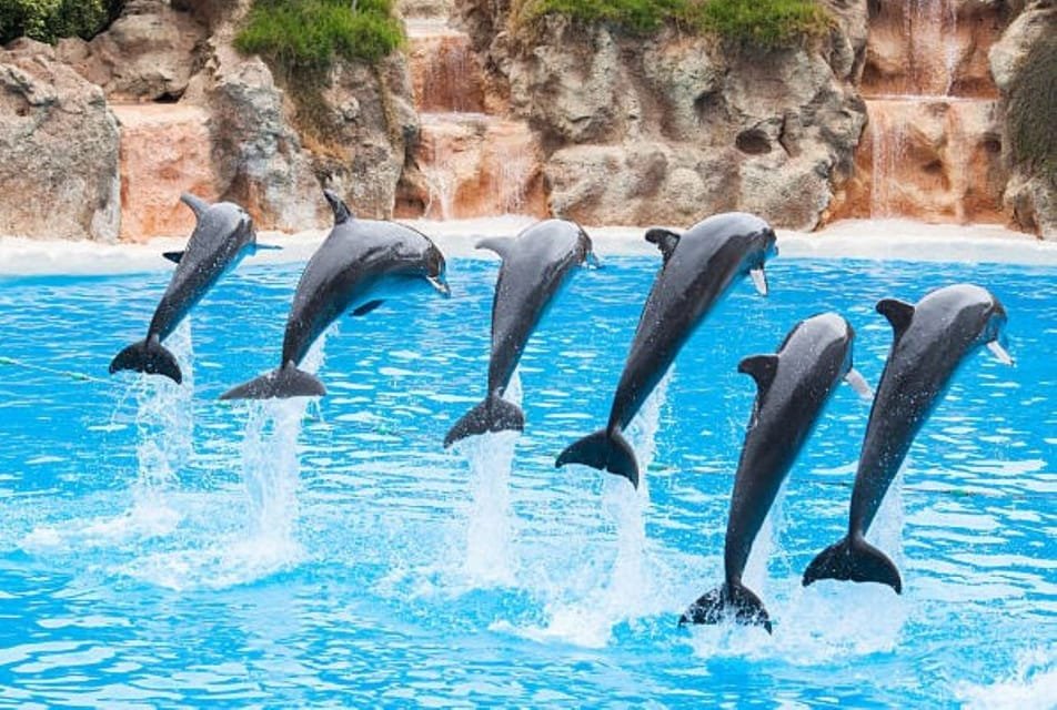 Dolphine show in sharm el sheikh , SIC tours (6)