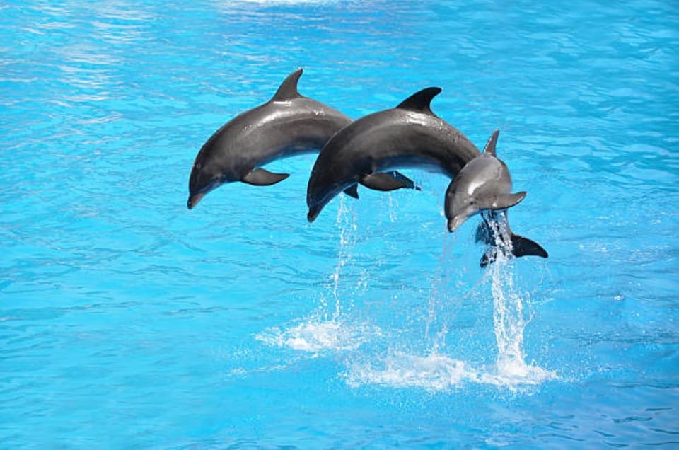Dolphine show in sharm el sheikh , SIC tours (8)