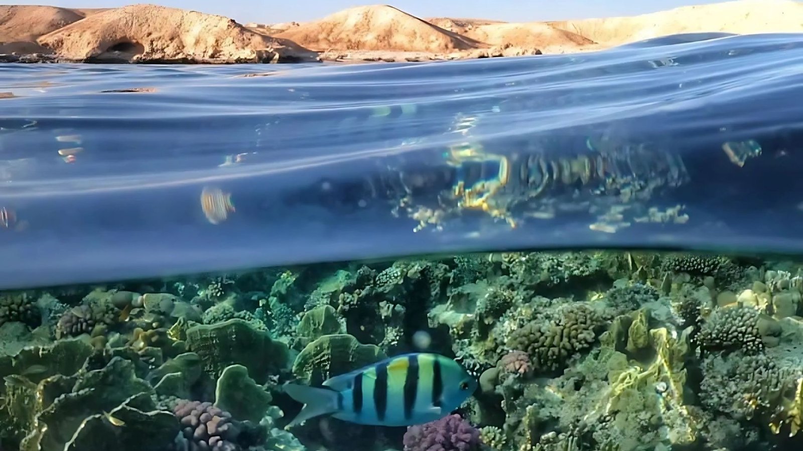 Tiran Island Sharmers Tours (7)