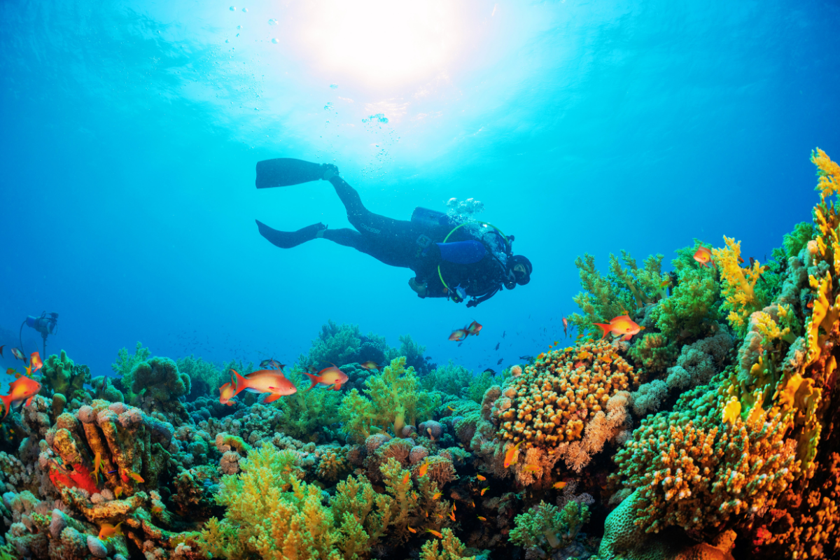 Open Water Diver
