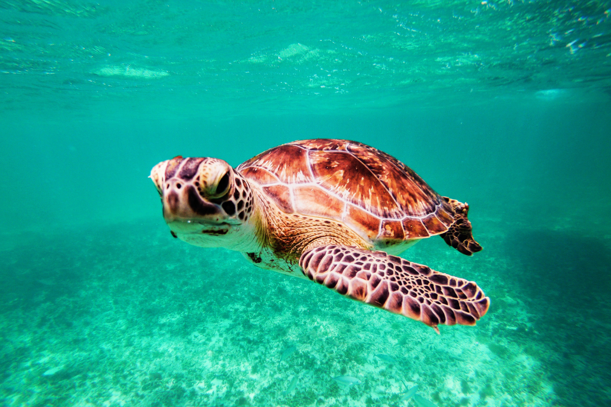 Scuba Diver (2)