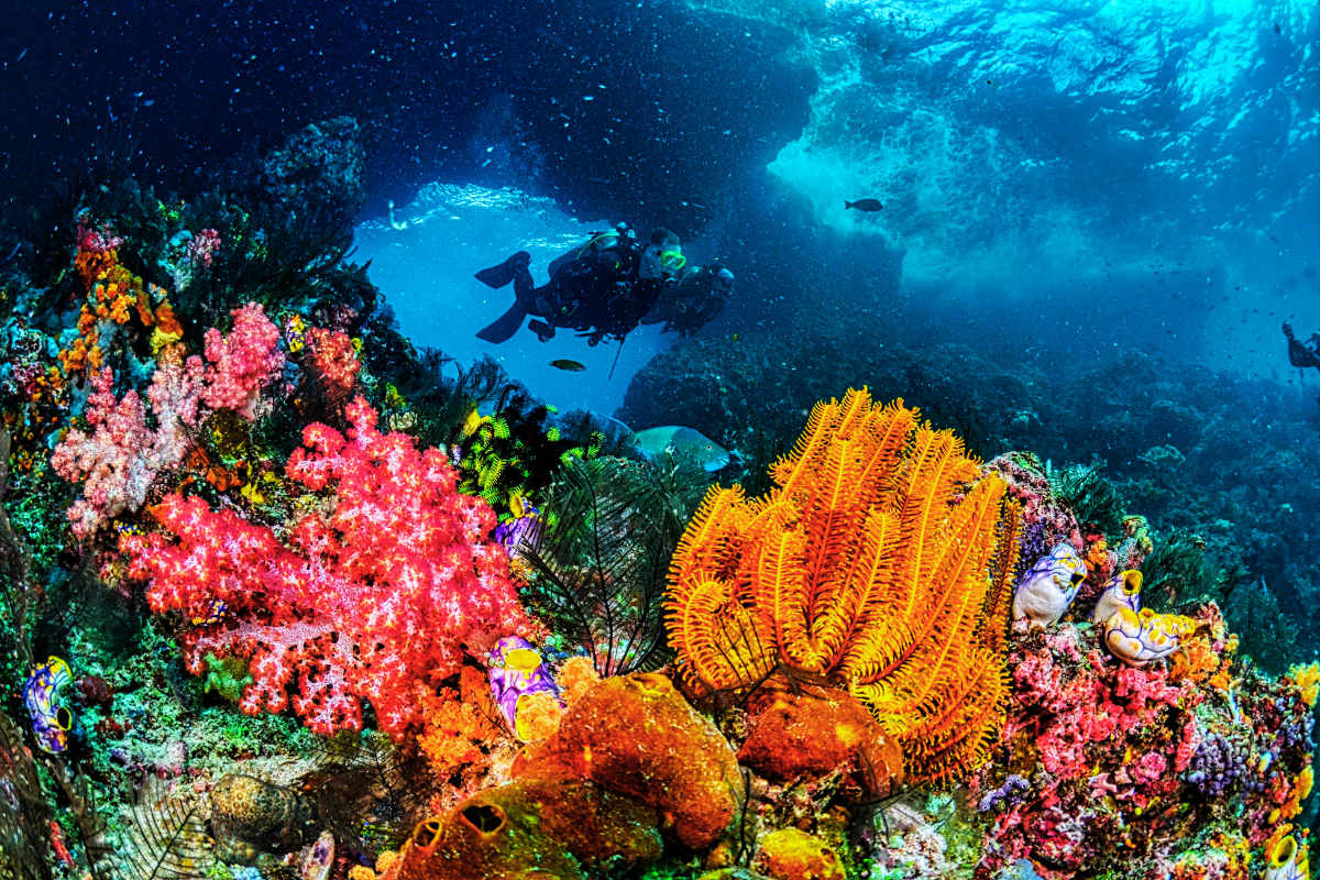 Scuba Diver