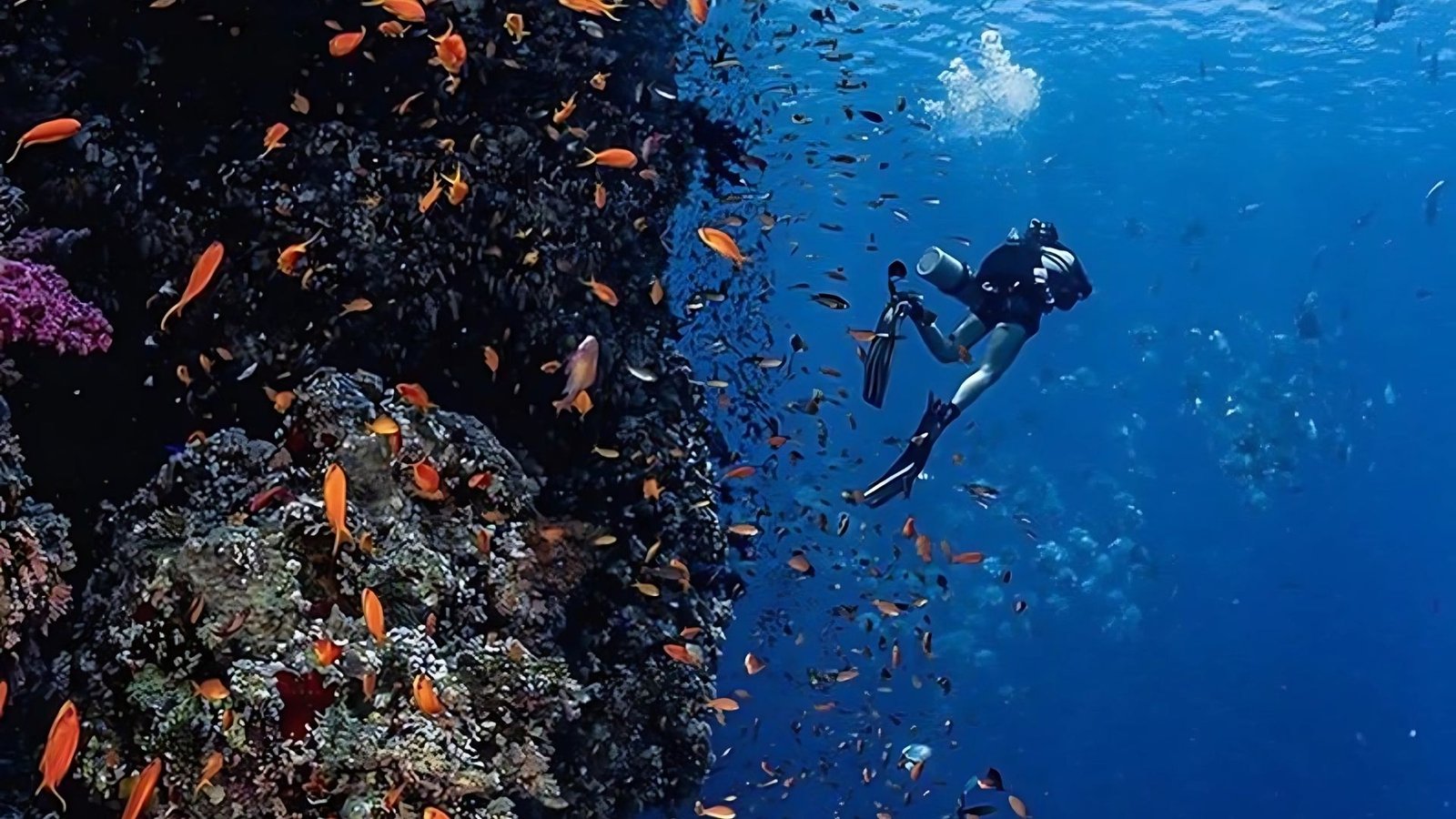 Tiran Island travel (12)
